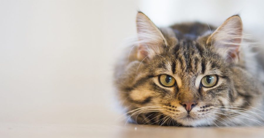 3 Need-to-Know things about owning your first cat
